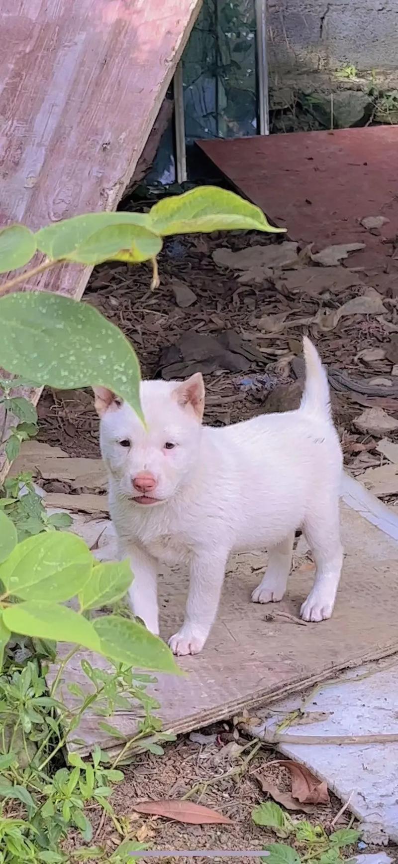 2025新澳门历史开奖查询和中国下司犬外网爆火与中国下司犬介绍