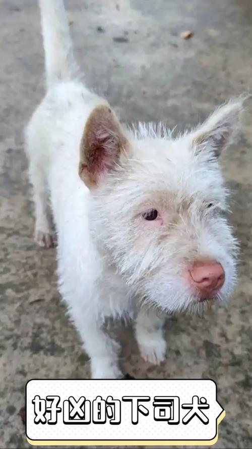 2025新澳门开奖记录和中国下司犬外网爆火与中国下司犬介绍