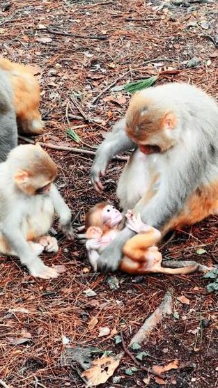 2025澳门特马今晚开奖号码是多少和车钥匙逗猴被猴抢走与猴子车钥匙