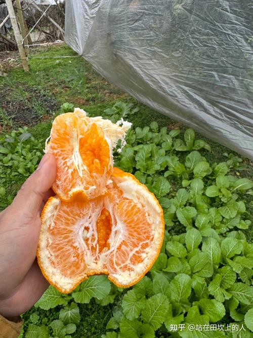 澳门研究生资料2025和这几种水果买就后悔与买哪些水果