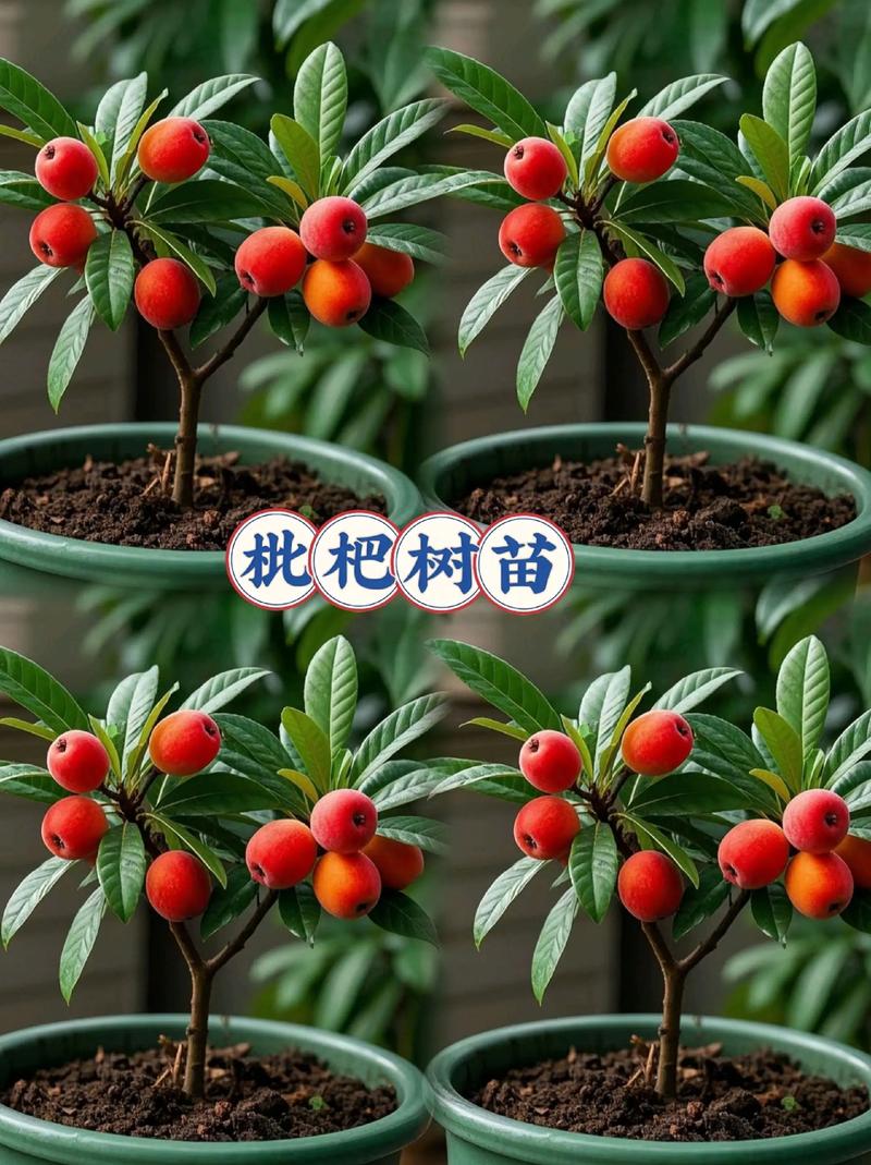 新澳门2025今晚开什么和老人上树摘枇杷被困与爬树摘枇杷