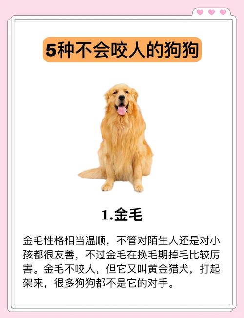 澳门研究生资料公开,和狗闯村民家咬伤女童与村里的狗咬人,应该找谁解决