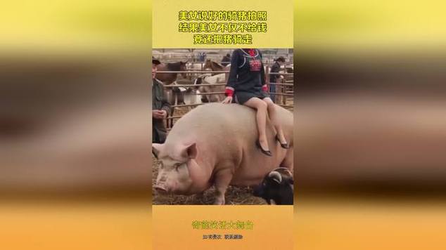 澳门49图库和9岁男孩骑猪上学与9岁男孩骑猪上学怎么办